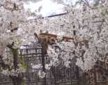 王子動物園　桜