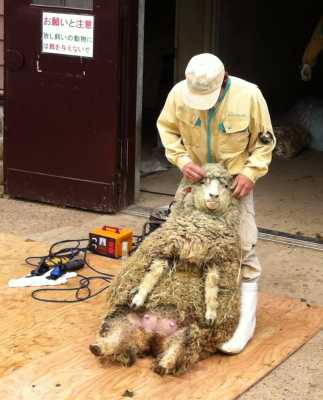 羊の毛刈りショー　六甲山牧場