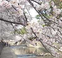 夙川桜