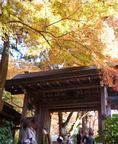 瑞宝寺公園　紅葉