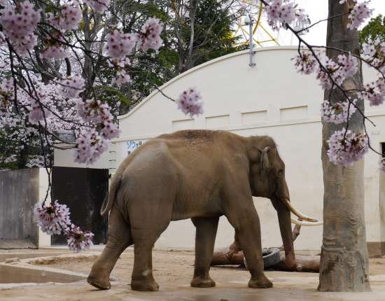 王子動物園　桜とゾウ