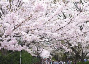 王子動物園　桜　通り抜け