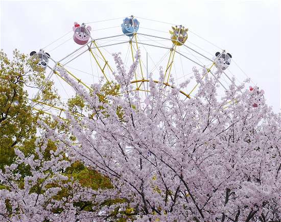 王子動物園　観覧車と桜