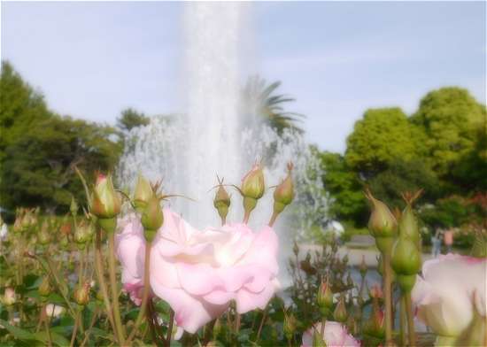 須磨離宮公園　噴水とバラ