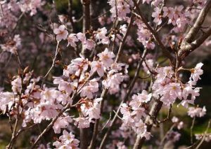 桜　須磨離宮公園