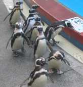 須磨海浜水族園　ペンギン
