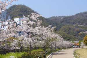 生田川　桜