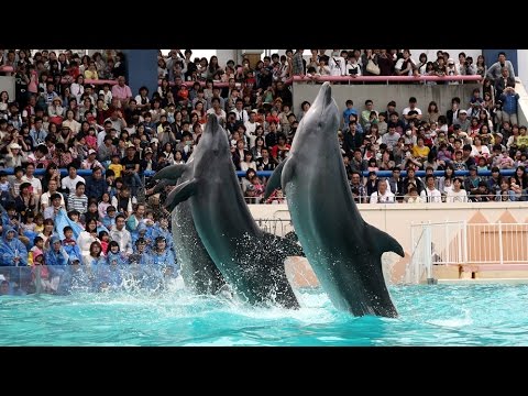 イルカライブ　神戸・須磨海浜水族園【神戸新聞】