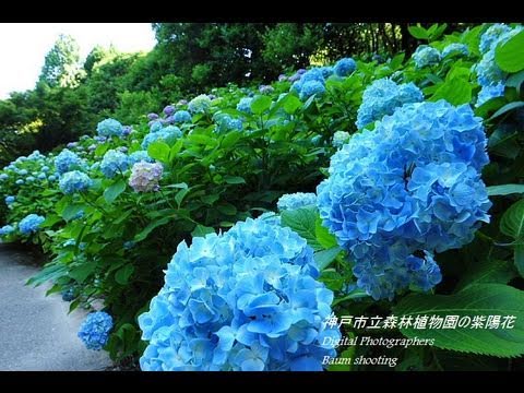 Hydrangea flowers『神戸市立森林植物園のあじさいの花』Nikon D3s #eizosuisen