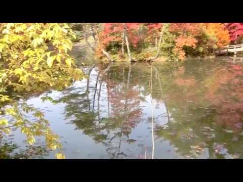 紅葉見ごろ2015.11.1　（神戸市立森林植物園）