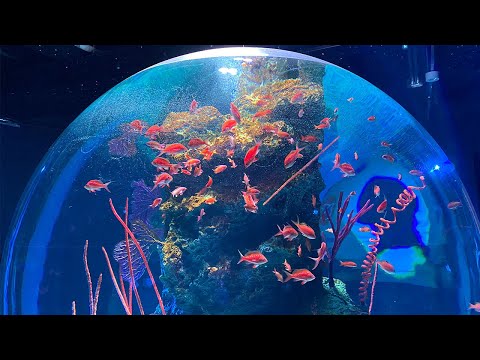 安らぐ映像♪癒される!宇宙に浮かぶ熱帯魚【アトア神戸 新水族館】