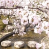 兵庫県・神戸　桜