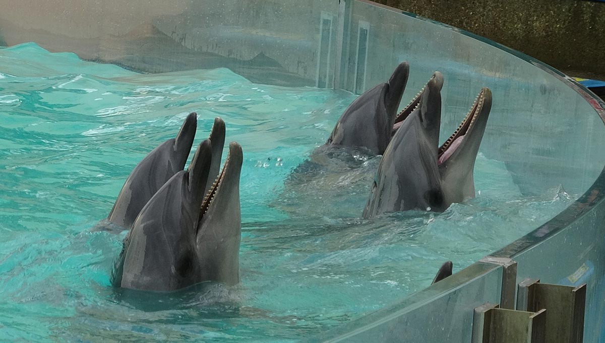 須磨海浜水族園　イルカショー